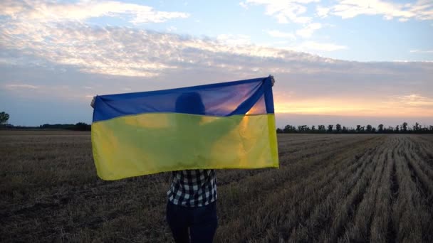 Ukrainian Lady Walking National Blue Yellow Banner Barley Meadow Sunrise — Stock Video