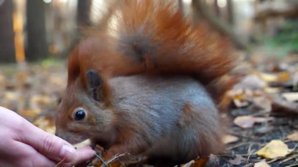 Wild Fluffy Squirrel Taking Sunflower Seeds Female Arm Gnawing Cute — Stock Video