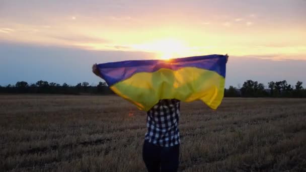 우크라이나어 일출에 초원에 파란색 노란색 배너와 일몰에 밀밭에 그녀의 우크라이나의 — 비디오