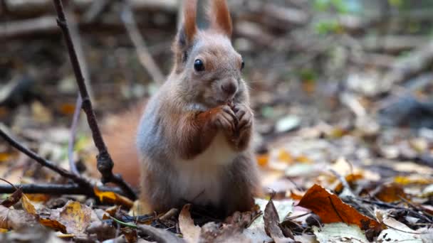 다람쥐 숲에서 견과류를 갉아먹고 귀여운 설치류는 공원에서 호두를 있었다 우루스의 — 비디오