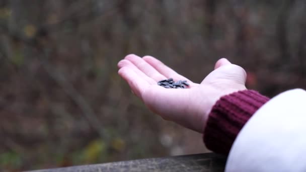 Woman Feeding Cute Tit Bird Sunflower Seeds Forest Small Titmouse — стокове відео
