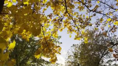 Ağaçlardaki altın akçaağaç yaprakları rüzgarda hafifçe sallanıyor ve arka planda güneş ışığı var. Sonbaharın gür sarı yaprakları ormanda rüzgarda savruluyor. Güzel renkli sonbahar sezonu. Kapat.