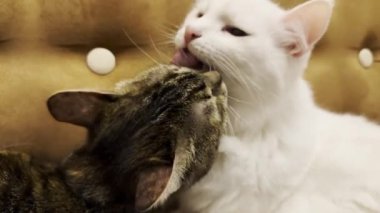 Güzel evcil kediler evde birbirlerini dilleriyle yalıyor. Evde kürkleriyle ilgilenen sevimli kediler. Aile kedisi birlikte dinleniyor. Tapılası hayvan kavramı. Kapat.