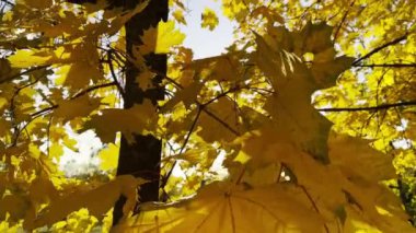 Ağaçlardaki altın akçaağaç yaprakları rüzgarda hafifçe sallanıyor ve arka planda güneş ışığı var. Sonbaharın gür sarı yaprakları ormanda rüzgarda savruluyor. Güzel renkli sonbahar sezonu. Kapat.