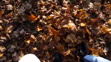 Genç bir çiftin ormanda akçaağaç yapraklarında birlikte yürümesi. Sonbahar parkında çizmeli erkek ve kadın bacakları kuru yeşilliğe dönüyor. Erkek arkadaş ve kız arkadaş vahşi doğada yürüyor..