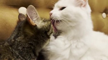 Güzel evcil kediler evde birbirlerini dilleriyle yalıyor. Evde kürkleriyle ilgilenen sevimli kediler. Aile kedisi birlikte dinleniyor. Tapılası hayvan kavramı. Kapat.