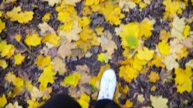 Erkek ayağının düşen akçaağaç yapraklarına basmasına bakış açısı. Güz Ormanı 'nda sarı yapraklara sarılmış spor ayakkabılı genç adam bacakları. Vahşi doğada yürüyen adam. Yavaş çekim