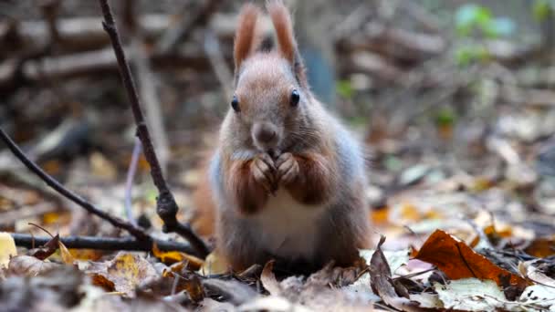 Wilde Flauschige Eichhörnchen Nagen Nüsse Wald Niedliche Braune Nagetiere Fressen — Stockvideo
