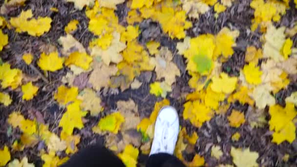ビューのポイントは 男性の足に落ちたカエデの葉を踏んでいます 秋の森の黄色の葉の上に行くスニーカーの若い男の足 野生の自然を歩く男 スローモ — ストック動画
