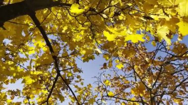 Ağaçlardaki altın akçaağaç yaprakları rüzgarda hafifçe sallanıyor ve arka planda güneş ışığı var. Sonbaharın gür sarı yaprakları ormanda rüzgarda savruluyor. Güzel renkli sonbahar sezonu. Kapat.