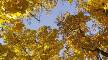 Arka planda mavi gökyüzü olan ağaçların tepelerine bakın. Güneşli bir günde sonbahar ormanında yemyeşil yapraklı bitkiler. Güzel renkli sonbahar sezonu. Döndürme atışı Yavaş çekim