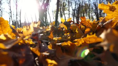 Çizmeli bir kadın parkta akçaağaç yapraklarını tekmeliyor. Sonbahar parkında sarı yaprakların üzerinde yürüyen genç bir kadın. Park 'ta arka planda güneş ışığına karşı eğlenen bir kız. Yavaş çekim