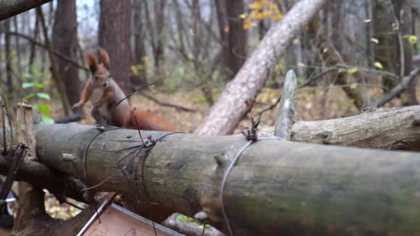 Dzika Puszysta Wiewiórka Siedząca Drewnianej Gałęzi Jesiennym Lesie Cute Brązowy — Wideo stockowe