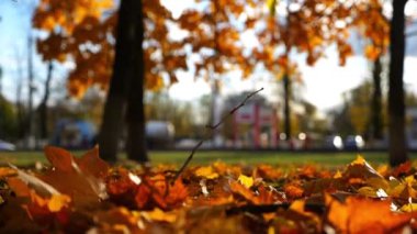 Sonbahar parkında yere düşen sarı sonbahar yapraklarını kapatın. Altın akçaağaç yaprakları gün batımında park alanında çimlerle kaplıdır. Güzel renkli sonbahar sezonu. Yavaş çekim