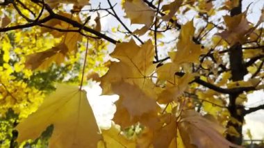 Ağaçlardaki altın akçaağaç yaprakları rüzgarda hafifçe sallanıyor ve arka planda güneş ışığı var. Sonbaharın gür sarı yaprakları ormanda rüzgarda savruluyor. Güzel renkli sonbahar sezonu. Kapat.