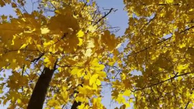 Altın akçaağaç dallarındaki yapraklar güneşli bir günde rüzgarda hafifçe sallanıyor. Sonbaharın gür sarı yaprakları ormanda rüzgarda savruluyor. Güzel renkli sonbahar sezonu. Yavaşça kapat.