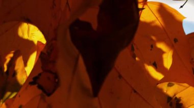 Sarı akçaağaç yapraklarının üzerine kapanıp günbatımında rüzgarda usulca sallanırlar. Güneş ışığı sonbahar yapraklarının arasından süzülüyor ormanda rüzgarda savruluyor. Güzel renkli sonbahar sezonu. Yavaş çekim