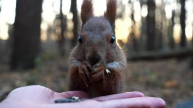 Şirin kemirgen ormanda genç bir kızın elinden yemek yiyor. Vahşi kabarık sincap dişi kolundan ayçiçeği tohumlarını alıp kemiriyor. Arkaplanda gün batımına karşı aç küçük bir Sciurus besleyen kadın..