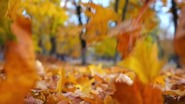 Вид Падающие Землю Листья Желтой Картошки Осеннем Парке Золотая Яркая — стоковое видео