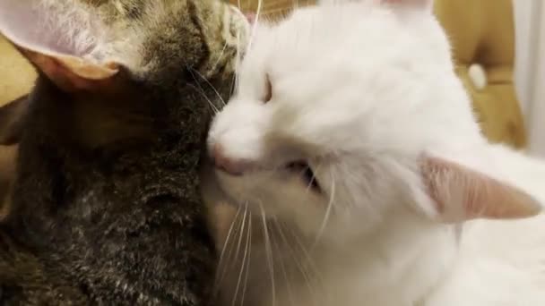 Kucing Domestik Yang Cantik Menjilati Satu Sama Lain Dengan Lidah — Stok Video