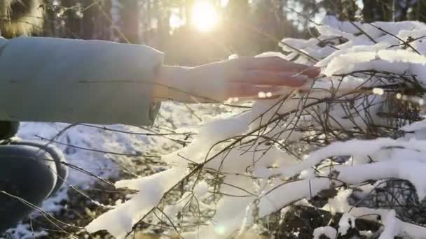 Samičí Ruka Hladí Zasněženou Větev Lese Slunečného Dne Vysokými Kmeny — Stock video