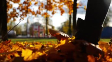 Parkland 'da düşen akçaağaç yapraklarına basan çizmeli bir kadın. Parkta sarı yapraklara basan genç kadın bacakları. Sonbaharda gün batımında Parkland 'da yürüyen bir kız. Yavaşla.