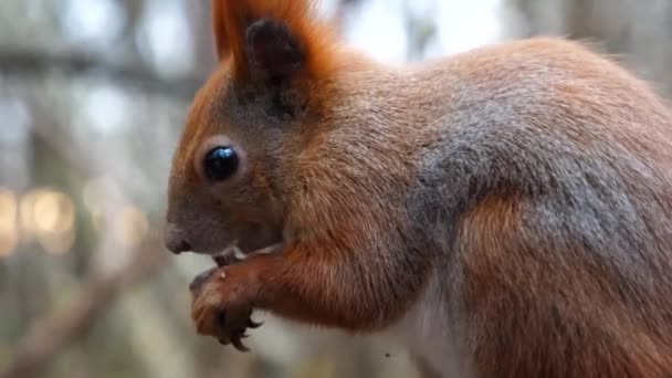 Nahaufnahme Von Wilden Flauschigen Eichhörnchen Fressen Gefunden Walnüsse Herbst Park — Stockvideo