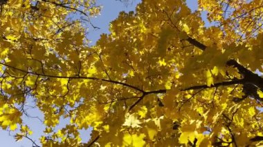 Altın akçaağaç dallarındaki yapraklar güneşli bir günde rüzgarda hafifçe sallanıyor. Sonbaharın gür sarı yaprakları ormanda rüzgarda savruluyor. Güzel renkli sonbahar sezonu. Yavaşça kapat.