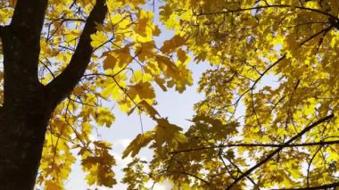 Altın akçaağaç dallarındaki yapraklar güneşli bir günde rüzgarda hafifçe sallanıyor. Sonbaharın gür sarı yaprakları ormanda rüzgarda savruluyor. Güzel renkli sonbahar sezonu. Yavaşça kapat.