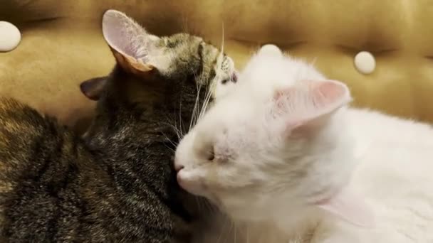 Piękne Domowe Koty Liżące Się Językami Domu Słodkie Kociaki Dbające — Wideo stockowe