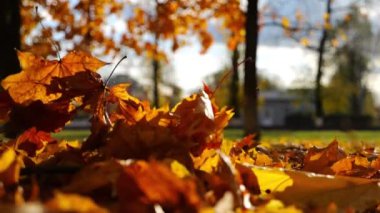 Parkland 'da düşen akçaağaç yapraklarına basan çizmeli bir kadın. Parkta sarı yapraklara basan genç kadın bacakları. Sonbaharda gün batımında Parkland 'da yürüyen bir kız. Yavaşla.
