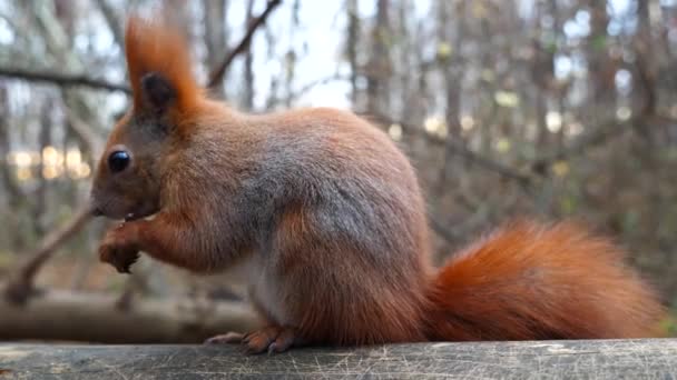 Wild Fluffy Squirrel Sitting Wooden Branch Gnawing Nuts Forest Cute — Stock Video