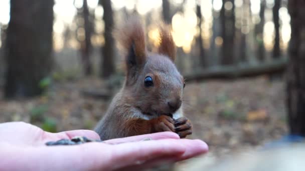 Wilde Flauschige Eichhörnchen Nehmen Nüsse Vom Weiblichen Arm Und Nagen — Stockvideo