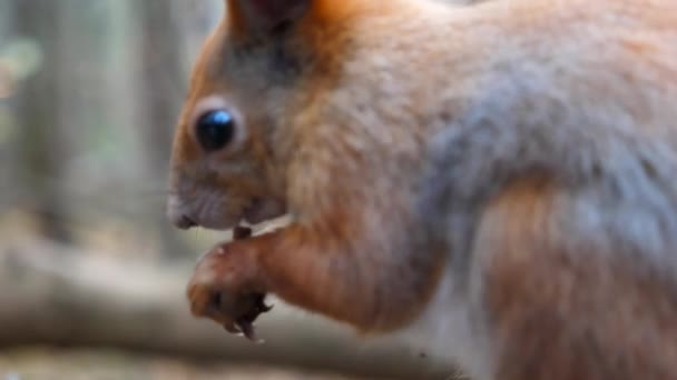 Zbliżenie Dzikiej Puszystej Wiewiórki Jedzącej Orzechy Włoskie Jesiennym Parku Słodkie — Wideo stockowe