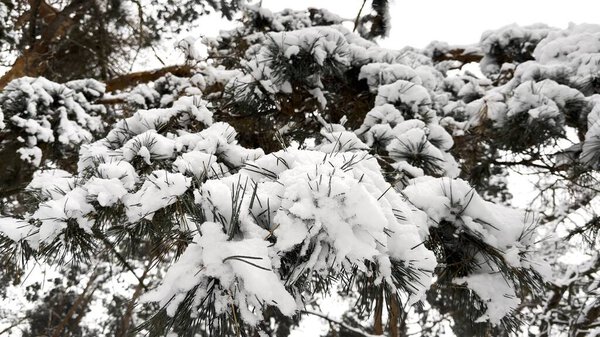 Вид на заснеженные сосновые ветви в лесу. Белый пушистый снег лежит на сосновых ветках в парке. Прекрасный пейзаж в замерзшем лесу в зимний день