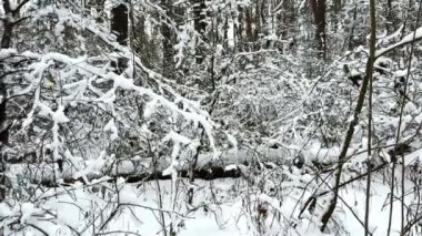 Vahşi karlı ormandaki ağaçtan süzülen yumuşak karı izle. Kar ormanlarının dalından yağan kar. Soğuk bir günde kar taneleri yavaşça havada uçuşuyor. Güzel kış manzarası. Yavaş