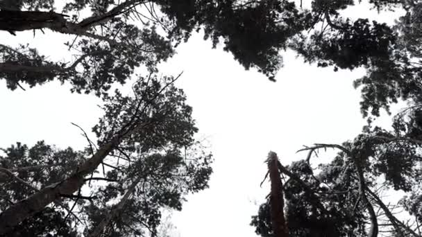 Vedere Spre Vârfurile Verzi Zăpadă Pini Cer Fundal Pădure Coroane — Videoclip de stoc