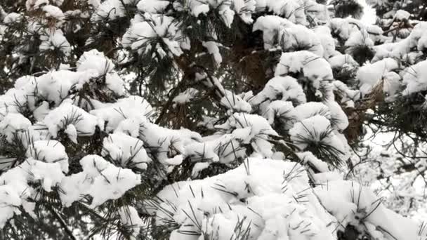 View Snow Covered Pine Branches Woodland White Fluffy Snow Lying — Stock Video