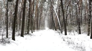 Kış çam ormanları arasında ilerleyen bir kamera. Karlı ormanlık alanda yürüyüş manzarası. Parktaki çam ağaçlarının karla kaplı dalları. Arka planda güzel doğa manzarası. Yavaş