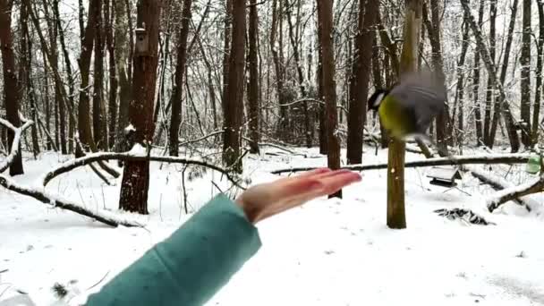 Beautiful Tomtit Pecking Food Female Hand Winter Forest Small Titmouse — Vídeos de Stock