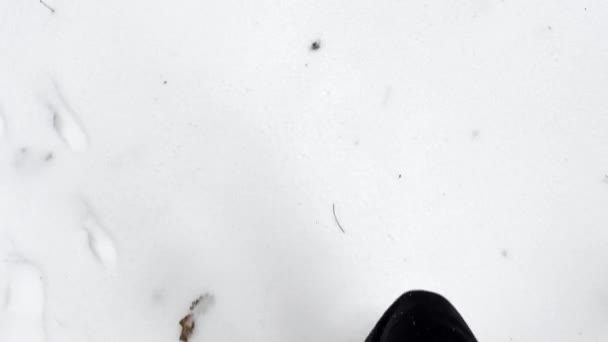 ウィンターパークで雪の道を歩く男性の足の視点 スニーカーの若い男の足が森に行っている白い雪を蹴る 自然を歩いている男 スローマウント — ストック動画
