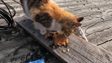 Kakhovka Hidroelektrik Santrali patlamasından sonra aç kedi evin çatısında besleniyor. Kherson kasabasındaki Dnipro nehrinde barajın patlamasının sonuçları. Yavaş çekim