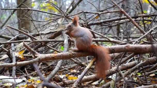 森の中の木の枝に座っている野生のふわふわリス 秋の公園でかわいい茶色のげっ歯類を食べることが見つかりました かなり小さな科学的な食品の屋外で噛む 野生生物の概念 — ストック動画