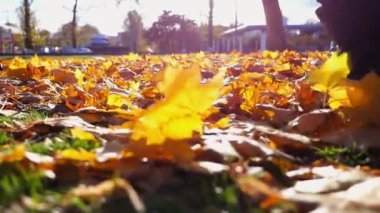 Parkta sarı yapraklara basan genç kadın bacakları. Sonbaharda düşen akçaağaç yapraklarına basan çizmeli kadın ayakları. Park 'ta arka planda güneş ışığına karşı yürüyen bir kız. Yavaşla.