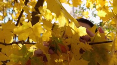 Genç kız akçaağaç dalını yüzünden ayırıyor ve dışarıdaki kameraya bakıyor. Ormandaki sarı yaprakların arasında güzel mutlu bir kadının portresi. Güneşli bir günde parkta gülümseyerek poz veren tatlı bir kadın..
