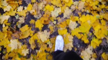 Erkek ayağının düşen akçaağaç yapraklarına basmasına bakış açısı. Güz Ormanı 'nda sarı yapraklara sarılmış spor ayakkabılı genç adam bacakları. Vahşi doğada yürüyen adam. Yavaş çekim