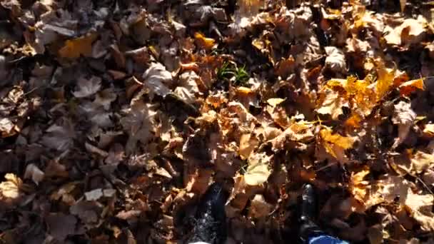 Genç Bir Çiftin Ormanda Akçaağaç Yapraklarında Birlikte Yürümesi Sonbahar Parkında — Stok video