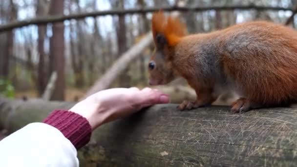 Wildes Flauschiges Eichhörnchen Nimmt Nüsse Aus Dem Weiblichen Arm Und — Stockvideo