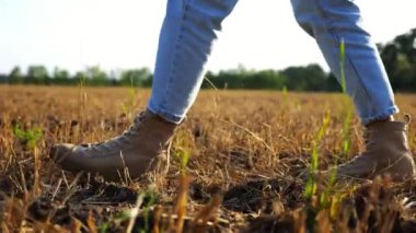 Çiftçinin dişi ayakları gün batımında buğday çayırlarında geziniyor. Alacakaranlıkta arpa tarlasında yürüyen çizmeli ziraat yanlısı bacaklar. Tarım sektörü kavramı. Yavaş çekim