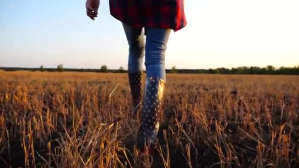 Female Feet Young Farmer Going Barley Plantation Sunset Legs Agronomist Royalty Free Stock Footage